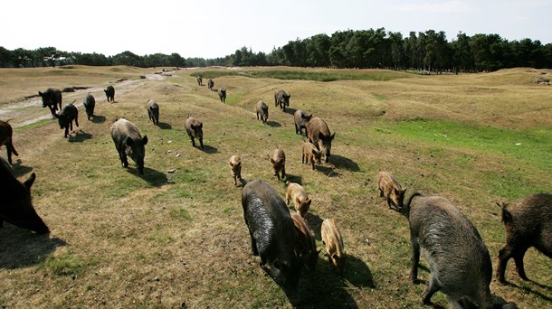 Der bliver ikke strøm i det hegn, der skal dæmme op for vildsvin langs den dansk-tyske grænse. (Foto: Henning Bagger/Ritzau Scanpix).