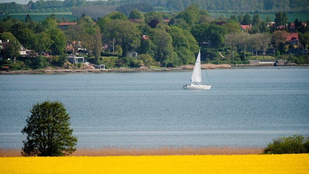 I Horsens Fjord har Miljøstyrelsen og Syddansk Universitet genplantet ålegræs, som har bredt sig i Horsens Fjord, hvor ålegræsset tidligere var forsvundet.