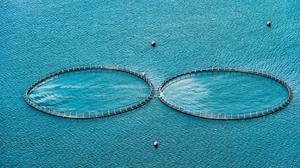 Der er havbrug på dagsordenen i den kommende uge.