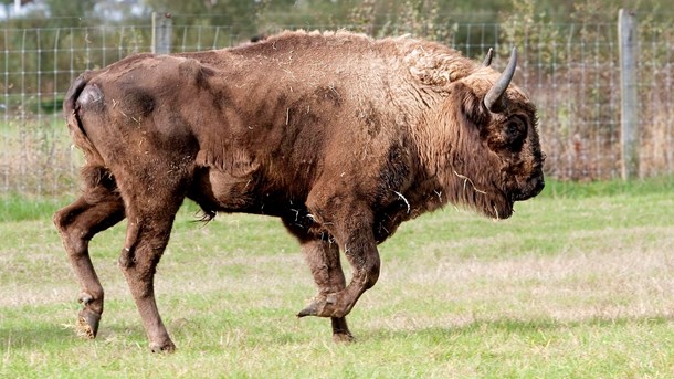 Ud over i skoven på Bornholm kan man se den europæiske bison to steder i landet hos henholdsvis Knuthenborg Safaripark og Randers Regnskov. 