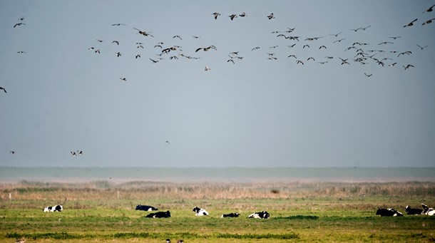 Seges: Sådan kan finansloven løfte biodiversiteten