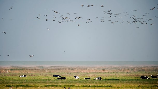 Det Grønne Danmarkskort skal blandt andet bidrage til, at Danmark lever op til FN’s og EU's mål for biodiversitet i 2020.