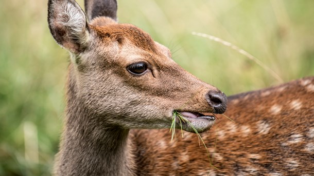 Verdenssamfundet skal snart blive enige om nye ambitiøse mål for biodiversitet, og derfor er det kritisk, at den danske landerapport ikke er fyldestgørende, siger grønne organisationer.