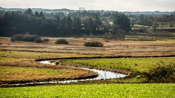 Naturen er i fremgang på statens arealer, skriver Signe Nepper Larsen, vicedirektør i Naturstyrelsen.