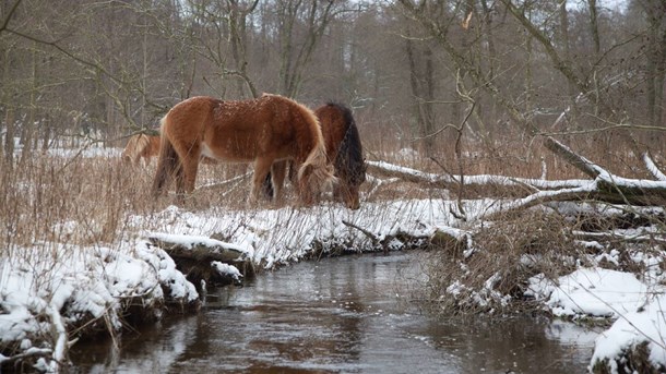 Ejrnæs m.fl.: Biodiversiteten er i tilbagegang – også på statens arealer