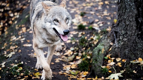 Forsker maner til besindelse: Ulven forandrer ikke dansk natur