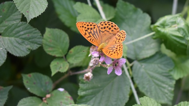 I Bjergskov rydder man brombærkrattet for at forbedre overdrevsnaturen, men kommer derved til at overse, hvor vigtig en plante brombær er for den samlede biodiversitet.