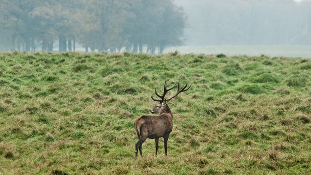 Biolog: Naturstyrelsen har akut behov for et paradigmeskifte