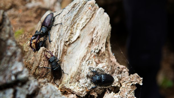 Insektageddon er ikke nær, skriver Morten D.D. Hansen.