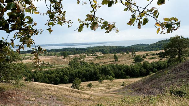 Engelbreth Larsen: Naturstyrelsen fodrer vilde dyr for millioner – og naturen taber