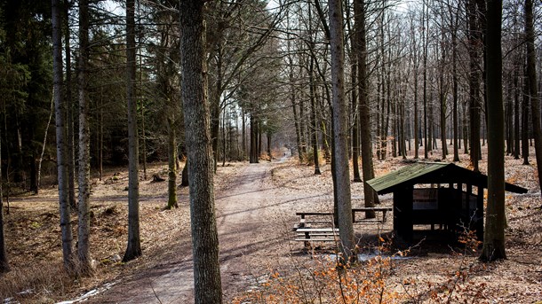 Der er problemer med biodiversiteten i bøgeskovene, som også er blevet mørkere, konkluderer ny Novana-rapport. (Foto: Jeppe Bjørn Vejlø/Ritzau Scanpix)