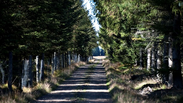 Novana-rapporten udkom i tirsdags og berettede om mørkere skove og større kvælstofudledninger. (Foto: Henning Bagger/Ritzau Scanpix).