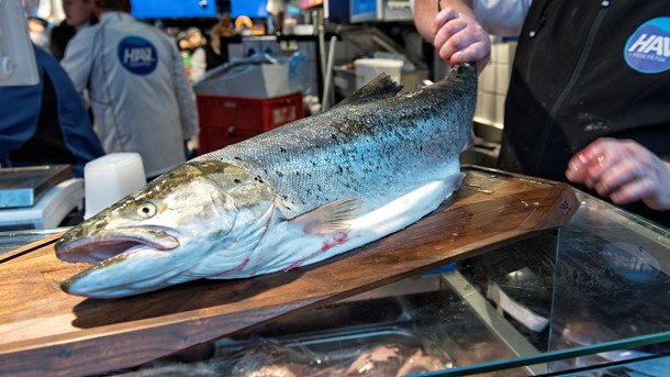 Vi vurderer, at der er store eksport- og erhvervsinteresser i moderne recirkulerede fiskeopdrætsanlæg, skriver Maria R. Gjerding, Verner W. Hansen og Leif Bentsen.