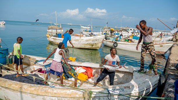 I 2018 passerede 1.200 tons fisk gennem Fair Fishings fiskeristation i Berbera. 