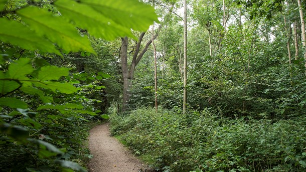 Skal vi biodiversitetskrisen til livs, skal naturen altså have mere plads, skriver Rune Engelbreth Larsen.