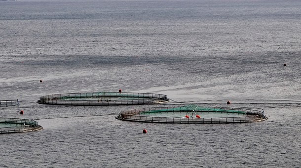 SF: Stop planerne om danske havbrug i Kattegat