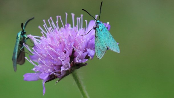 Biolog: Beløn jordejere for at fremme biodiversitet