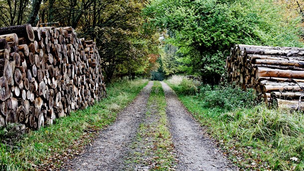 Engelbreth Larsen: Skovbrugsforskere vildleder om kulstof og urørt skov