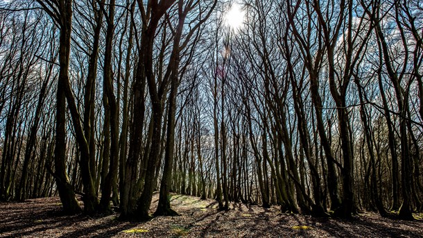 Ti millioner kroner. Det er beløbet, som regeringen ifølge et nyt udspil fra skovejerne og DN bør afsætte til at kortlægge skovenes naturværdier. (Foto: Henning Bagger/Ritzau Scanpix)