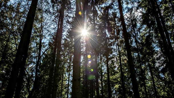 Friluftsrådet: Allemandsretten er ikke løsningen på bedre adgang til naturen