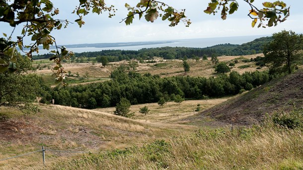 Regeringen og Dansk Folkeparti ville bruge en del af naturmålspengene på mere overdrevsnatur. Det viser et lækket aftaleudkast. (Foto: Keld Navntoft/Ritzau Scanpix).