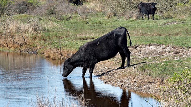 Det er kun få steder i Danmark, hvor der er stort potentiale for at udvide naturarealet. Et af de steder er Livø, skriver Rune Engelbreth Larsen. Her ses køer på Livø.