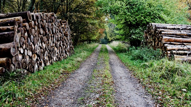 Dansk Ornitologisk Forening: Helt ude i skoven at fælde fremtidig vildskov