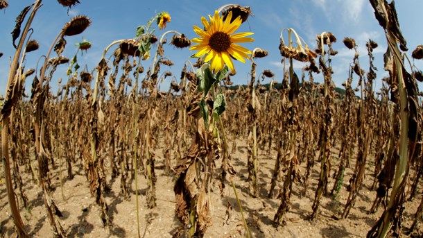 Sidste sommers brændende tørke har forstærket bekymringen for klimaforandringer, og miljø og klima er på rekordtid stormet op på vælgernes dagsorden.