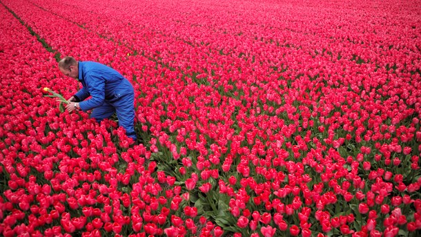 Hollandske tulipanproducenter er storforbrugere af svampemidler, skriver Rose Kristoffersen.