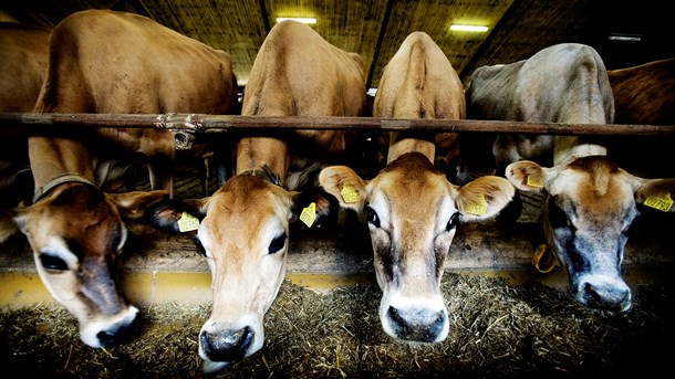 Landbrugets andel af det danske CO2-udslip vokser