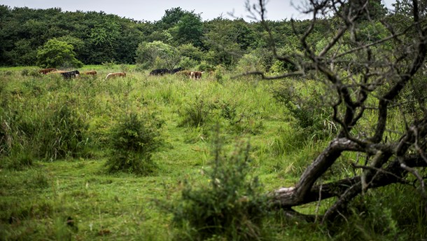 Grøn supergruppe kræver totalomlægning af Naturstyrelsen