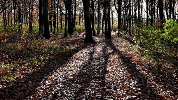 Verdens Skove: Naturzoner kan blive naturpolitisk gennembrud