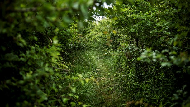 Friluftsrådet: Friluftsliv spænder ikke ben for mere og bedre natur 