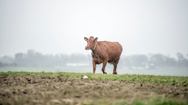 Vi forsker i foder til dyrene, som vil sikre mindre CO2-udslip, skriver Arla.