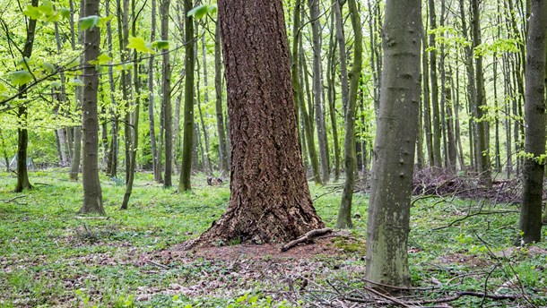 SF vil etablere 200.000 hektar skov over de næste fire år.