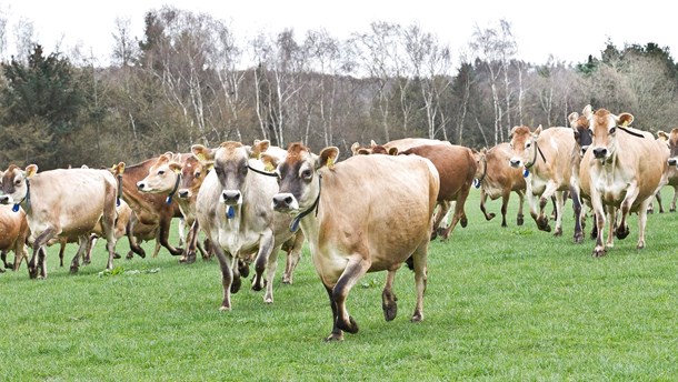 Aarhus Universitet fastholder, at en omdiskuteret rapport om oksekøds klimabelastning er fagligt i orden. 