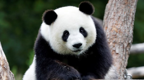 Den fredsommelige panda er symbolet for WWF Verdensnaturfonden, som ikke nyder helt samme indre ro for tiden. 