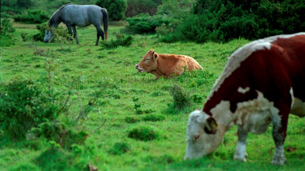 Rigsrevisionen kritiserer Landbrugsstyrelsens kontrol af blandt andet tilskudsordningerne under Naturforvaltning, hvor nogle af bevillingerne går til pleje af græs og naturarealer.