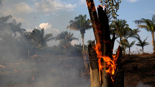 EU bør slå i bordet over for Brasiliens Bolsonaro, der ikke gør noget ved den store skovrydning i Amazonas, skriver Kira Marie Peter-Hansen. 