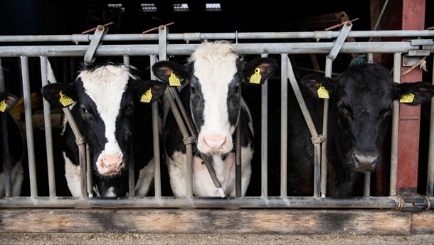 Jordbrugs- og veterinærforskning halter bagefter i forhold til statslige bevillinger, så der er brug for en massiv indsats, hvis Danmarks klimamål skal nås, skriver Anders M. Klöcker.