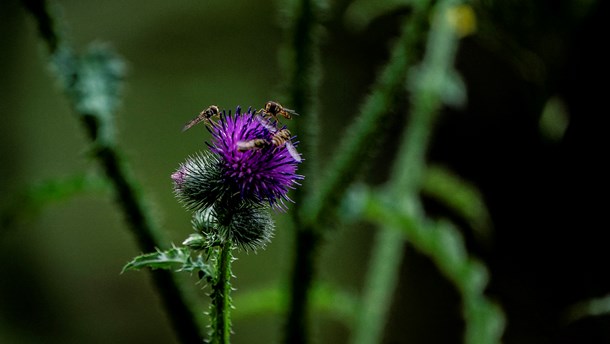 Naturvejleder: Vi kan ikke målrettet dyrke os til biodiversitet