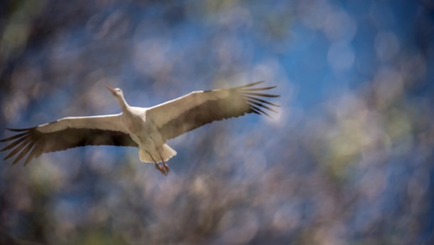 Hvis biodiversiteten skal reddes, skal naturen sættes fri, skriver Rasmus Ejrnæs.