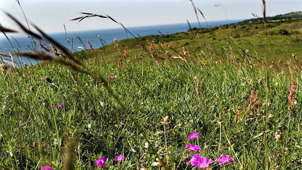 DN: Naturkrisen er en gigantisk akut opgave på Wermelins bord