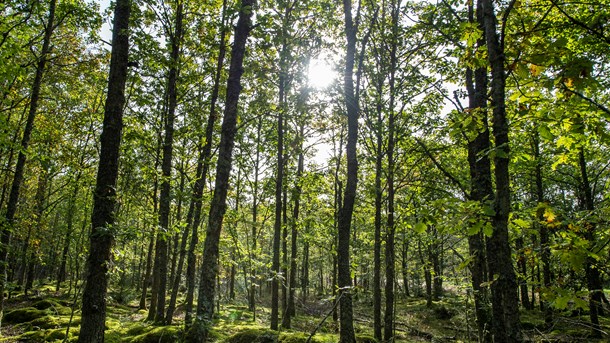 Verdens Skove: Drop snakken om “grøn” varme fra biomasse