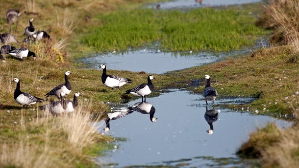 Biolog: Ministerierne skal samarbejde om verdensmål og sikre biodiversiteten