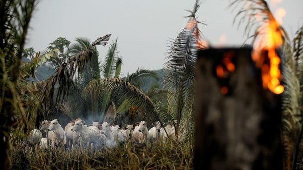 Kvæg græsser efter skovbrand i Apui i Brasilien.