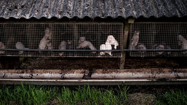 Minkavlere reducerer forbrug af antibiotika med 40 procent