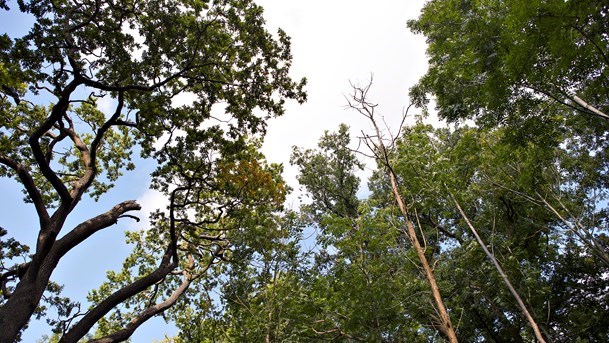 En relevant analyse af biomasseforbrændingens klimaaftryk må nødvendigvis kalkulere med, at skovens kulstofpulje reduceres, skriver Thorkil Jørgensen.