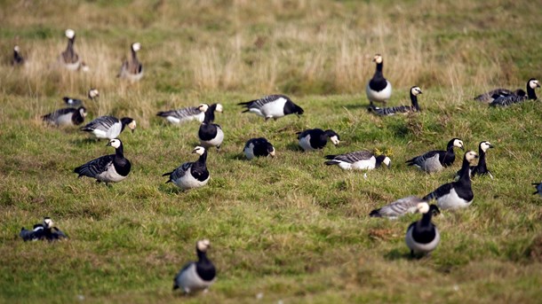 Naturstyrelsen: Analyse fra Verdens Skove overser væsentlige forhold 