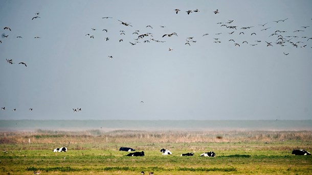 Naturstyrelsen får ny kritik: Opdateret viden om biodiversitet bliver udeladt 